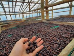 HIMAGRIN FPTK UPI Merenovasi Drying House Kopi Kampung Pasirhuni