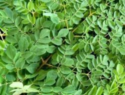 Menkes Minta Pemda NTT Teliti Daun Kelor