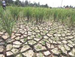 BPBD Kabupaten Cianjur Usulkan Bantuan untuk Lahan Pesawahan yang Gagal Panen Akibat Musim Kemarau