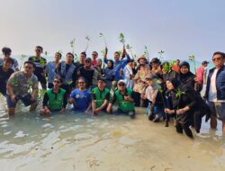 Aksi Keren !! Dedikasi Kita, Pelija dan BJB tanam Ribuan mangrove di Pantai Pulau Tidung