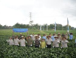 Bank bjb Bersama Petani Mitra PT. Kelola Agro Makmur di Jawa Tengah Gelar Panen Raya Edamame