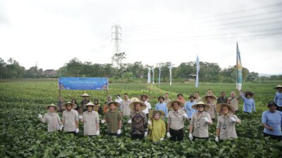 Panen raya edamame di Semarang bersama bank bjb dan petani mitra PT Kelola Agro Makmur