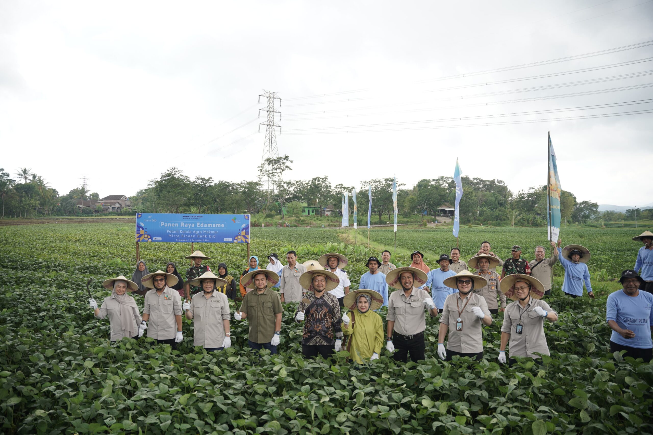 Panen raya edamame di Semarang bersama bank bjb dan petani mitra PT Kelola Agro Makmur